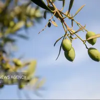 برداشت زیتون از باغات علیآباد کتول