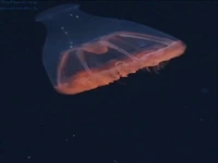 بوترینما بروسی، موجود شفاف 3 سانتی متری 