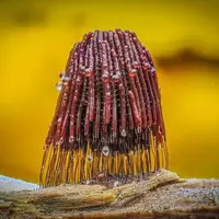 شکار لحظه‌های ناب طبیعت توسط کاربران شبکه‌های اجتماعی