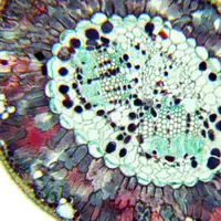 مشاهده دنیای زیبای درونِ سوزن کاج زیر میکروسکوپ