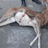 دستگیری شکارچیان غیرمجاز در میامی