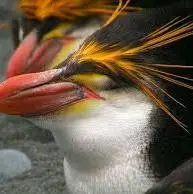 کاوشگران اعماق اقیانوس