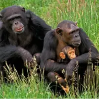 شامپانزهها میتوانند پس از مشاهده شواهد جدید، باورهایشان را تغییر دهند؛ شما چطور؟