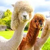 تکامل عجیب لاما و گلبول های قرمز بیضی شکل