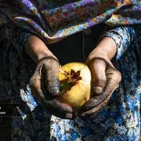 برداشت انار از باغ‌های یزد