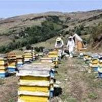 آغاز فصل سرما و راهکار‌های کاهش تلفات بالای زمستانی در کندو‌ها