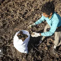  برداشت سیب‌زمینی در زنجان