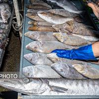 ماهی؛ گزینه‌ای که نباید از سبد غذایی حذف شود