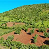 رییس اداره حفاظت محیط زیست شهرستان اعلام کرد: رفع تصرف ۲.۵ هکتار از اراضی منطقه حفاظت شده «باهوکلات» در راسک