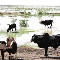 نژاد گاو اصیل سیستانی؛ میراث ژنتیکی ایران و ستون اقتصاد بومی