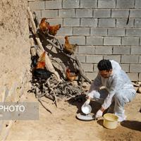 اجرای مرحله دوازدهم واکسیناسیون نیوکاسل پرندگان در زنجان