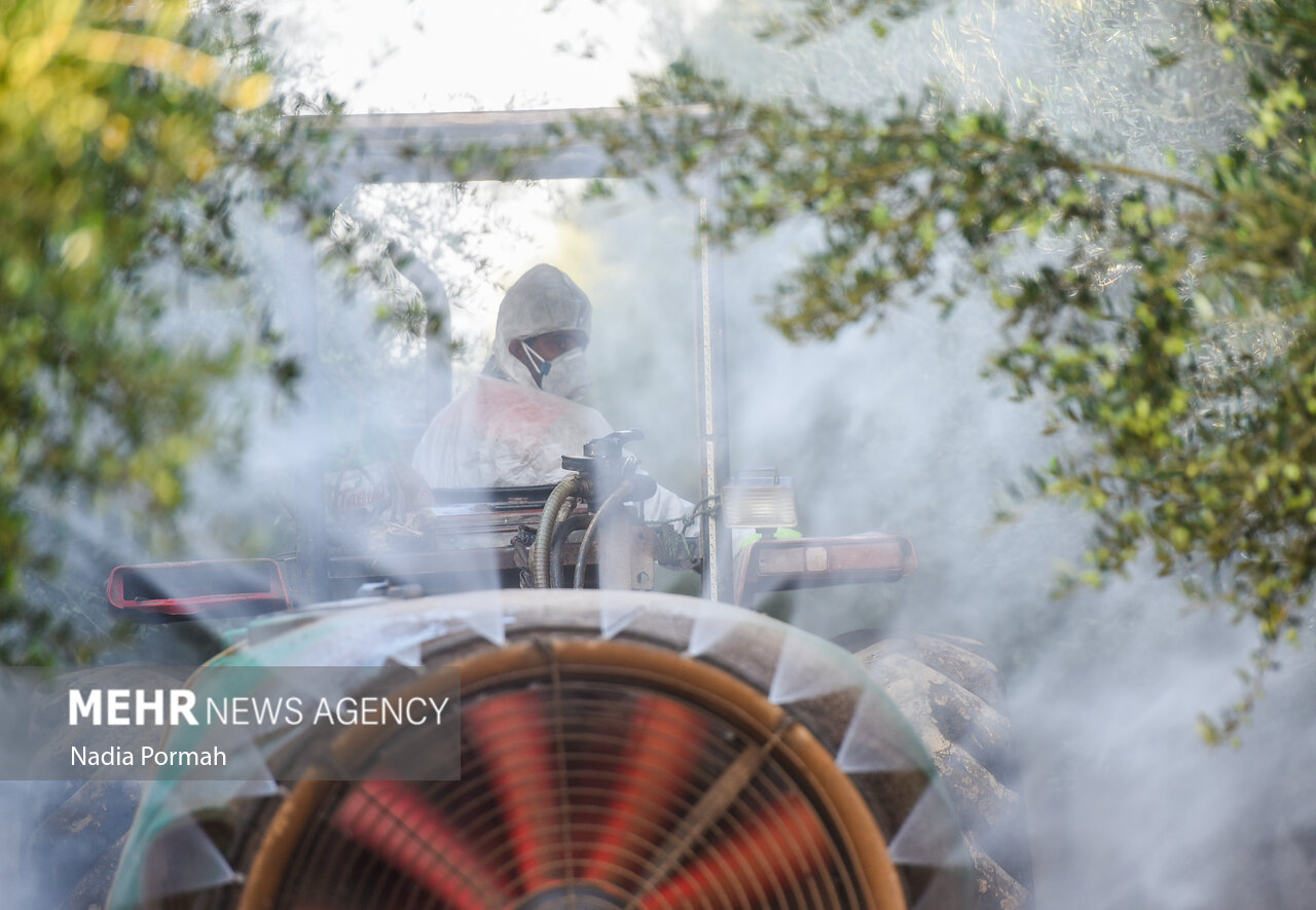 برداشت زیتون از باغات علی‌آباد کتول