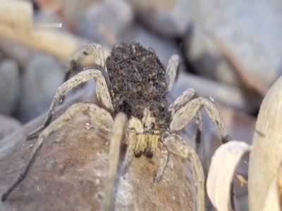 تصاویری شگفت‌انگیز از مادری یک عنکبوت