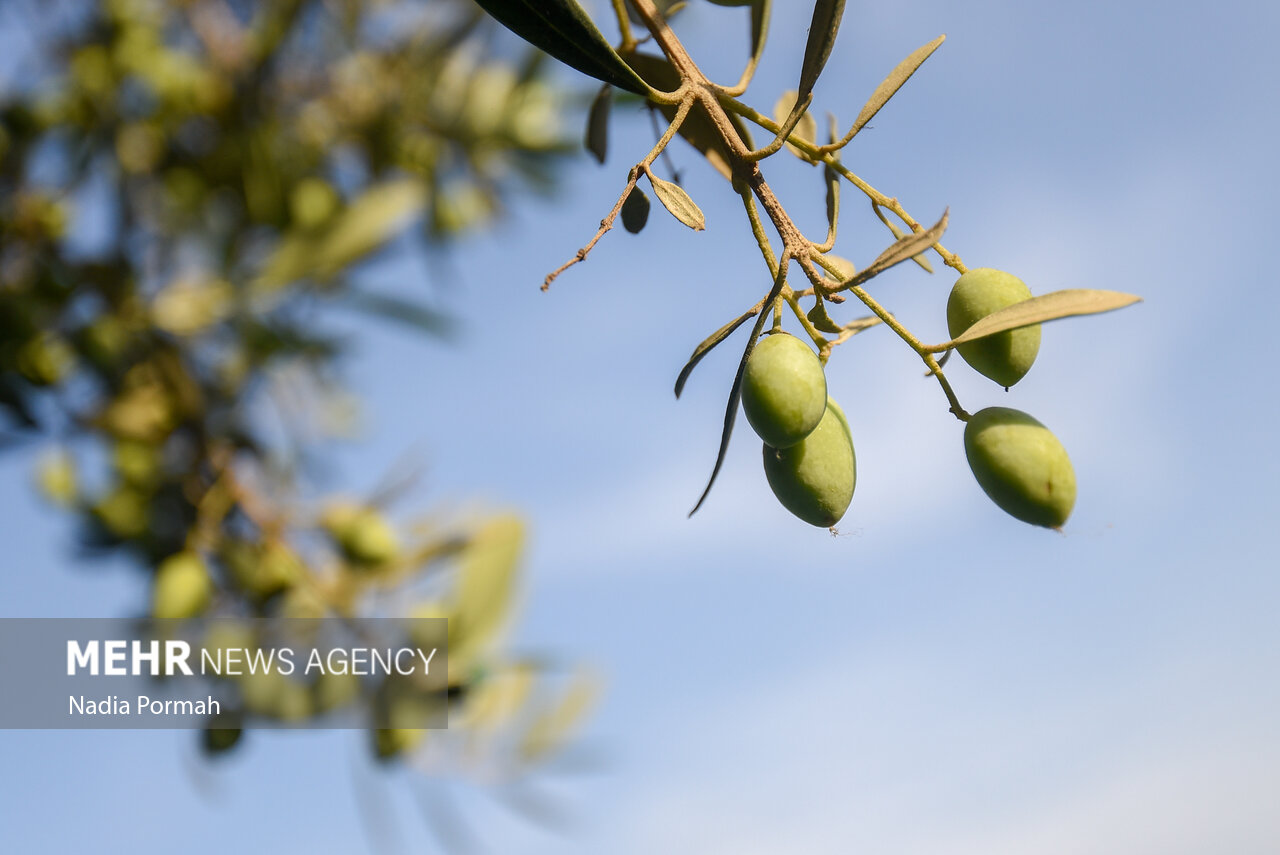 برداشت زیتون از باغات علی‌آباد کتول