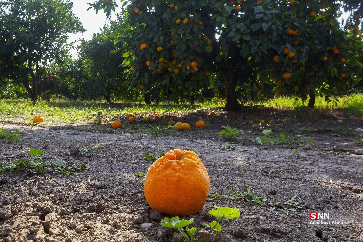 برداشت نارنگی از باغات هاشم‌آباد گرگان