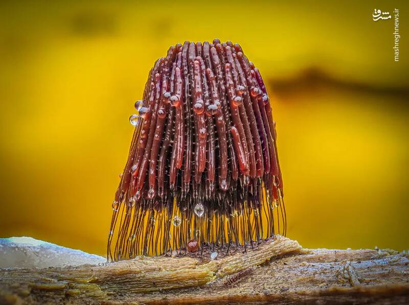 شکار لحظه‌های ناب طبیعت توسط کاربران شبکه‌های اجتماعی