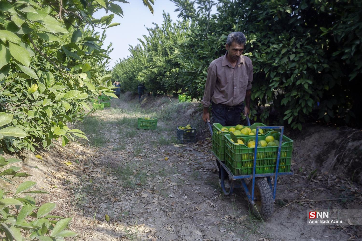 برداشت نارنگی از باغات هاشم‌آباد گرگان