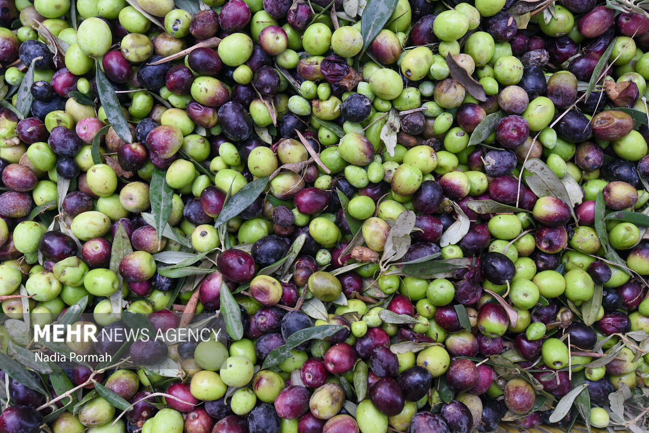 برداشت زیتون از باغات علی‌آباد کتول