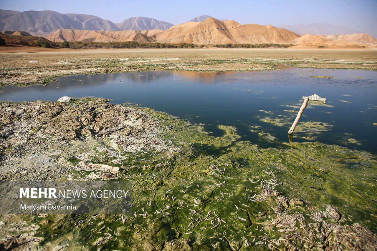 عکس/ مرگ دست جمعی ماهی‌ها در سد عبدل آباد بجنورد