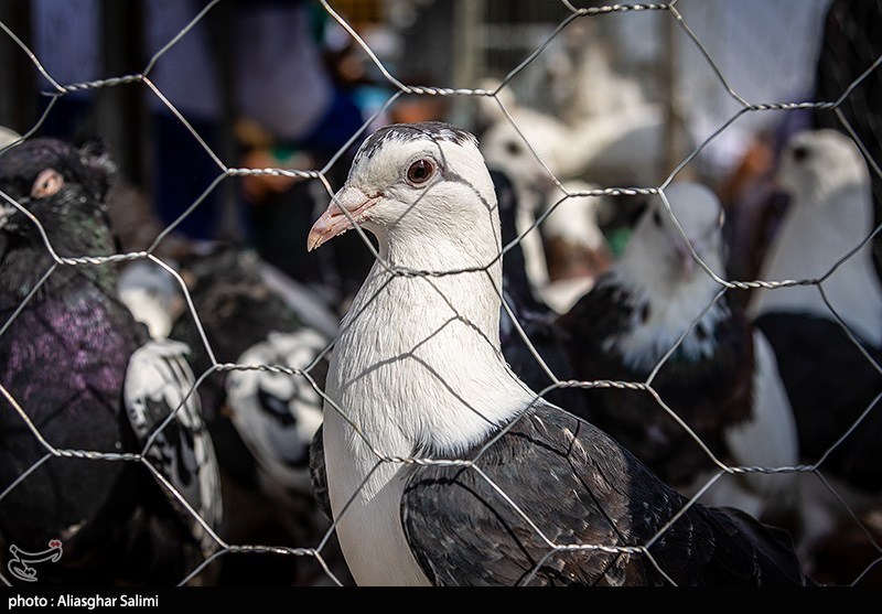 بازار پرنده‌فروشان بجنورد