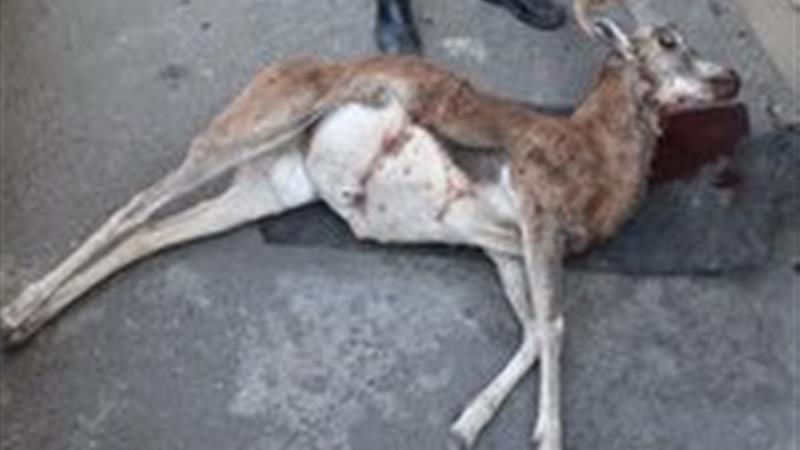 دستگیری شکارچیان غیرمجاز در میامی