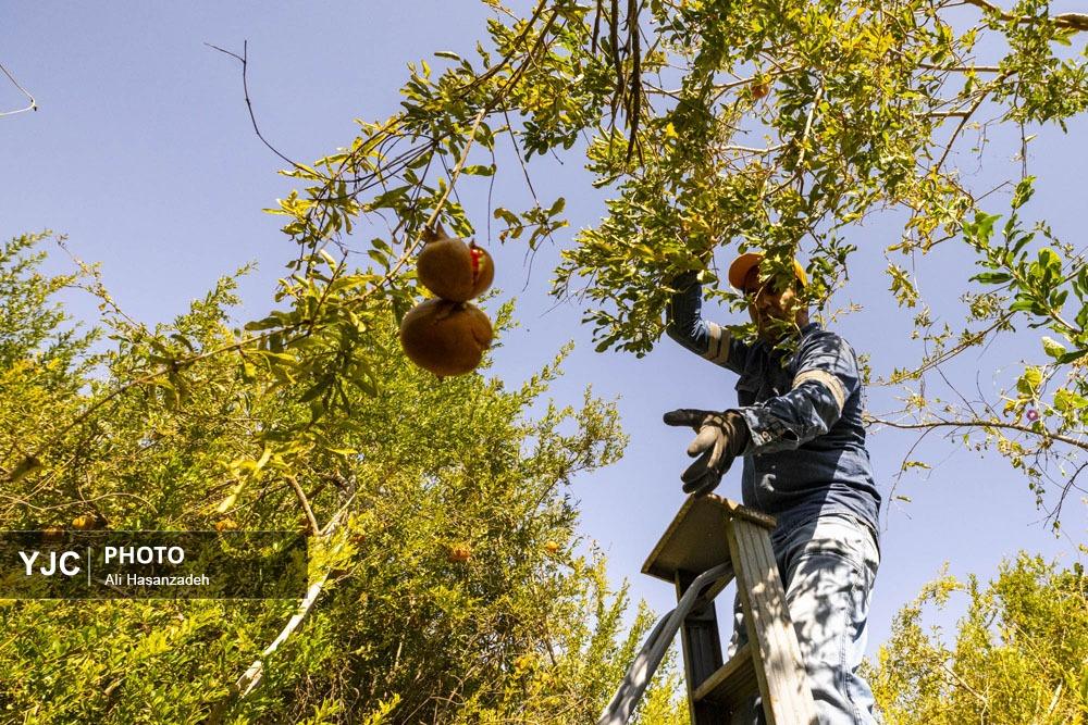برداشت انار از باغ‌های یزد