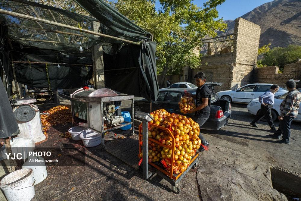 برداشت انار از باغ‌های یزد