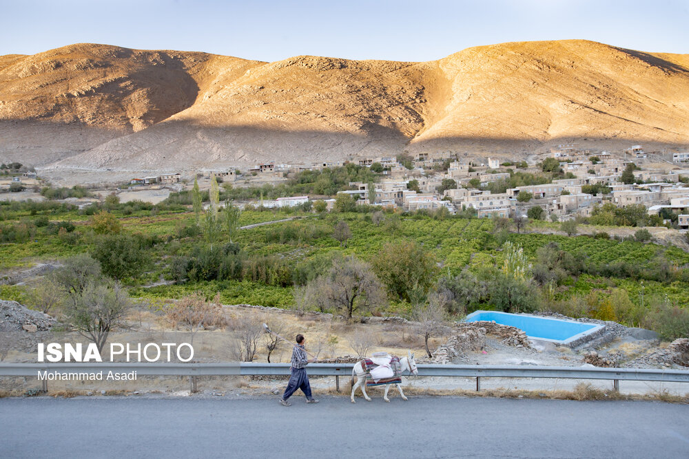 فصل انگور در «هزاوه»