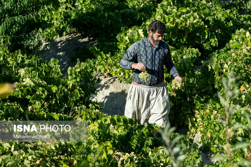 فصل انگور در «هزاوه»