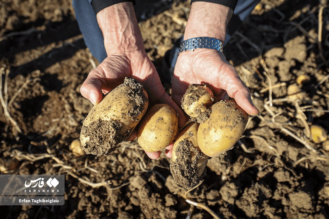  برداشت سیب‌زمینی در زنجان