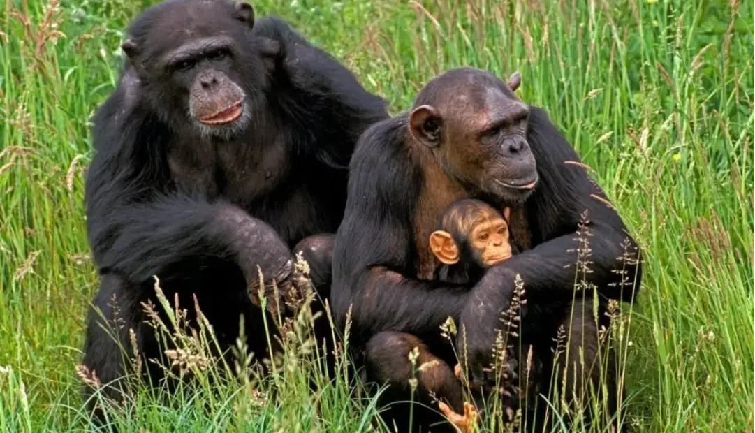 شامپانزهها میتوانند پس از مشاهده شواهد جدید، باورهایشان را تغییر دهند؛ شما چطور؟