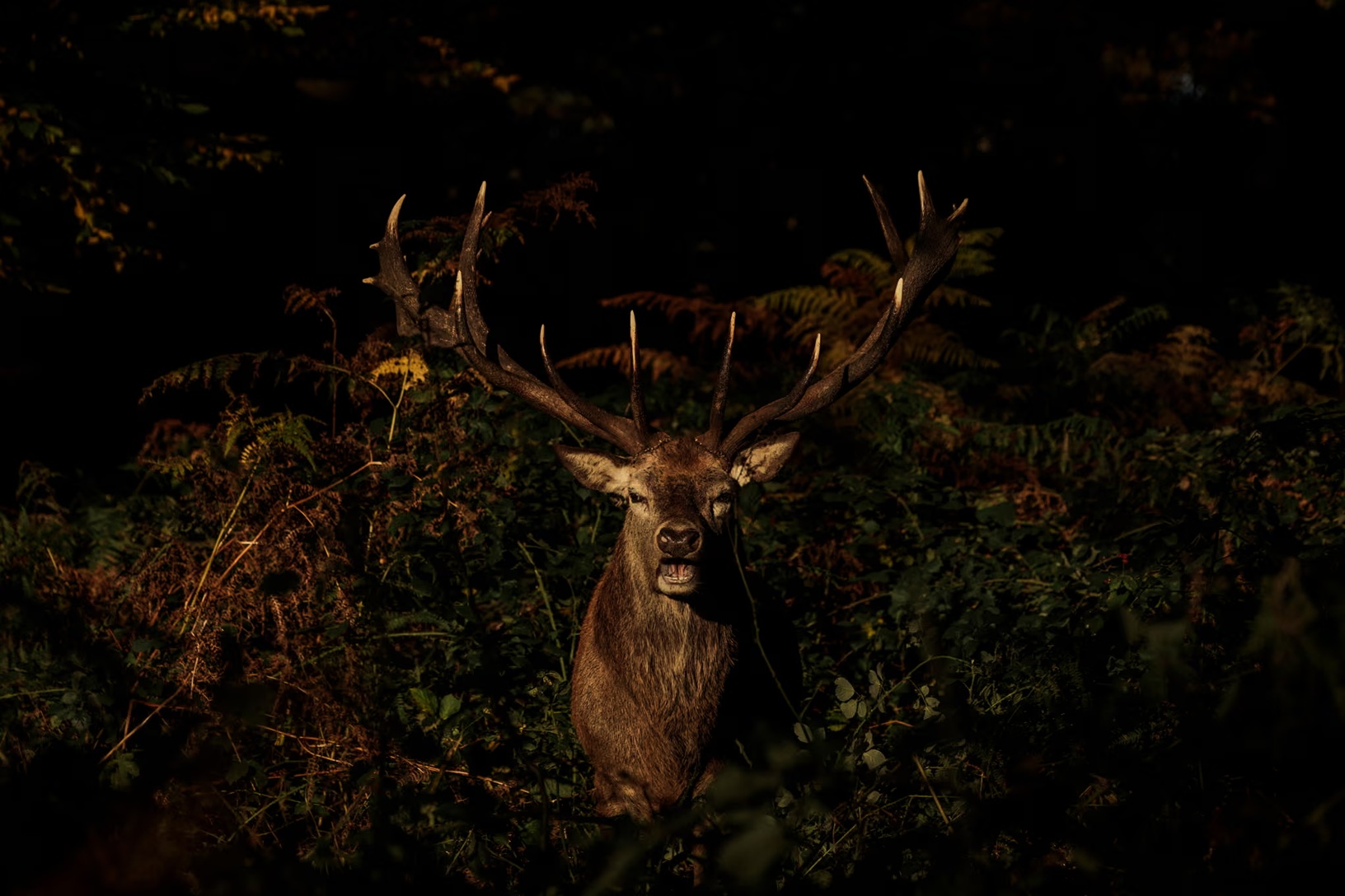 عکس/بهترین عکس‌های حیات وحش در هفتۀ گذشته