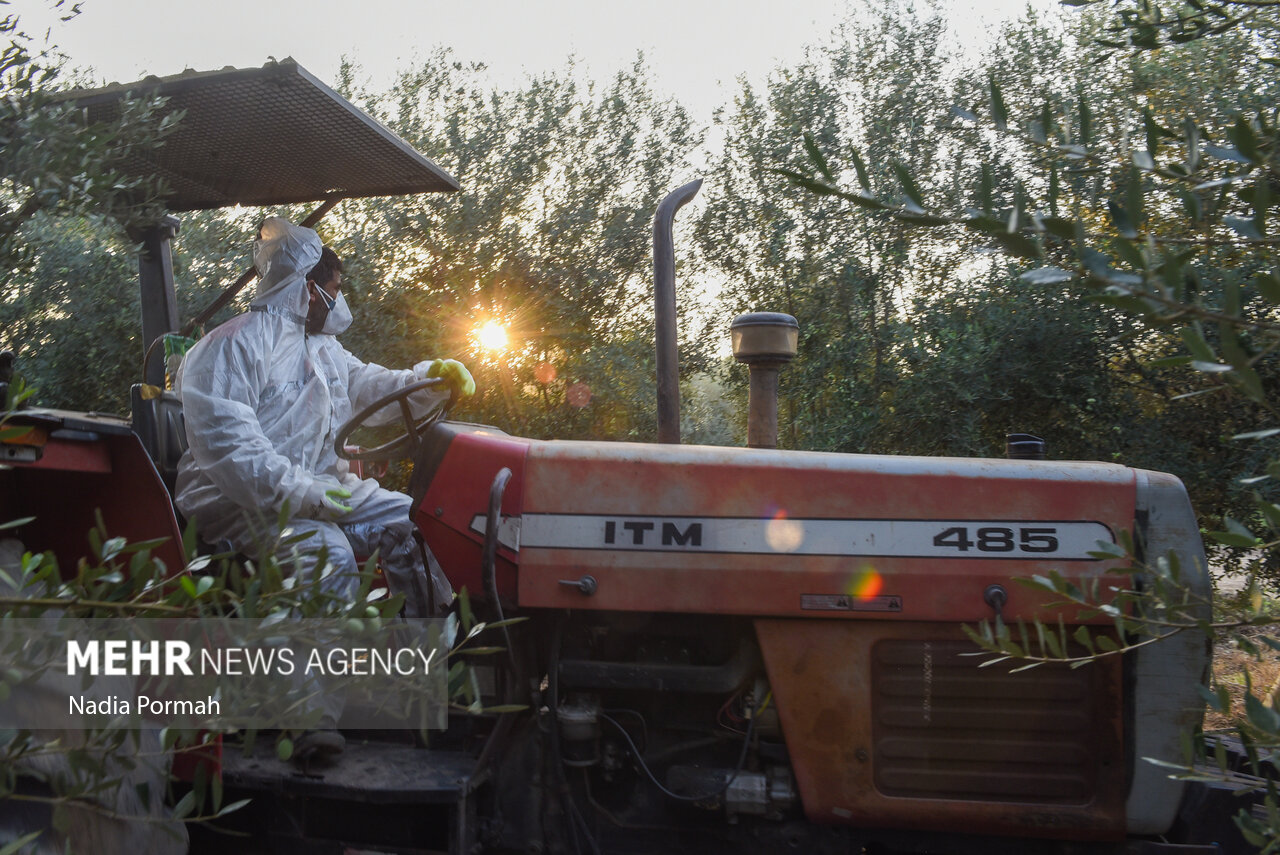 برداشت زیتون از باغات علی‌آباد کتول