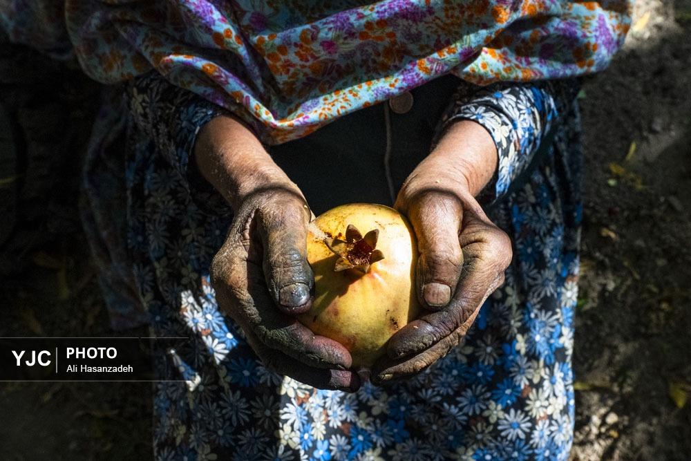 برداشت انار از باغ‌های یزد