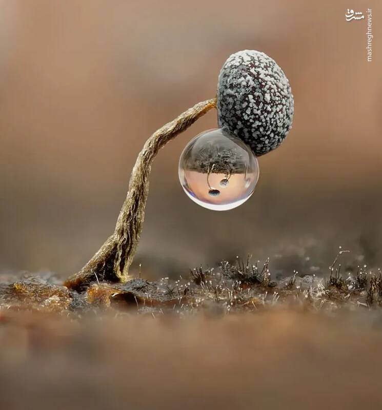 شکار لحظه‌های ناب طبیعت توسط کاربران شبکه‌های اجتماعی