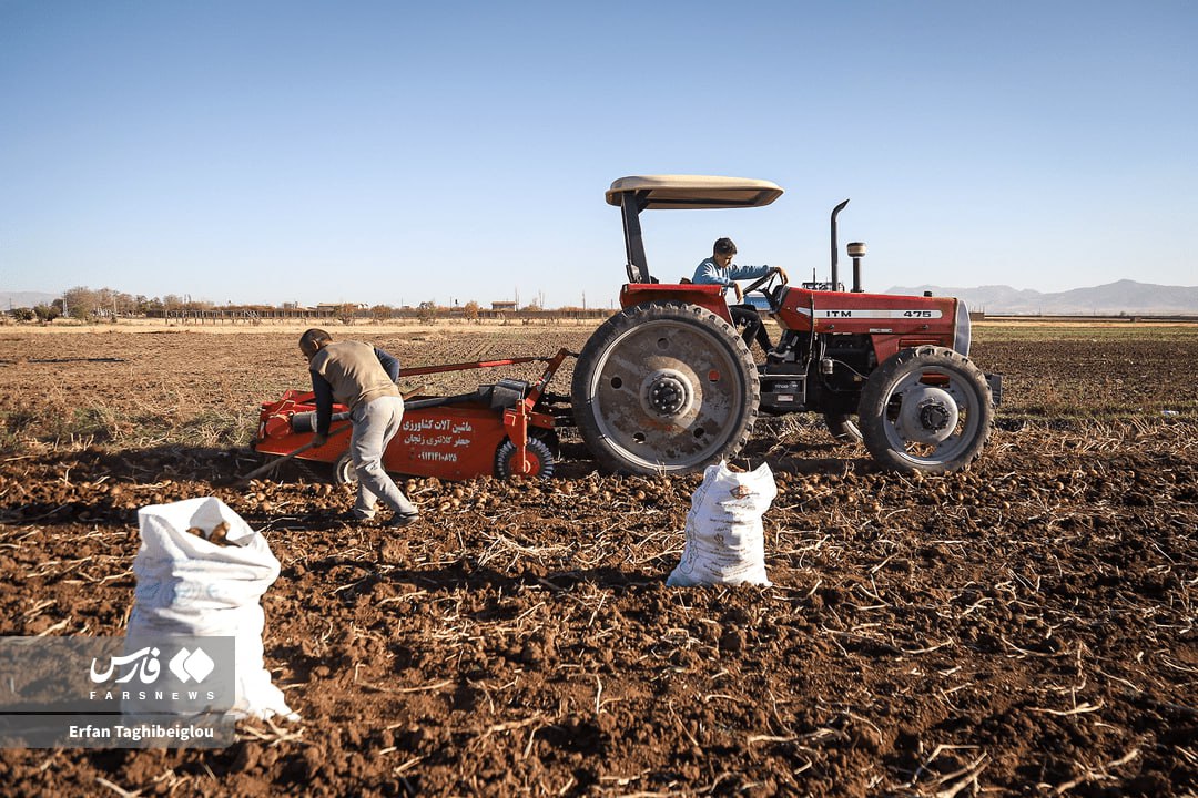  برداشت سیب‌زمینی در زنجان