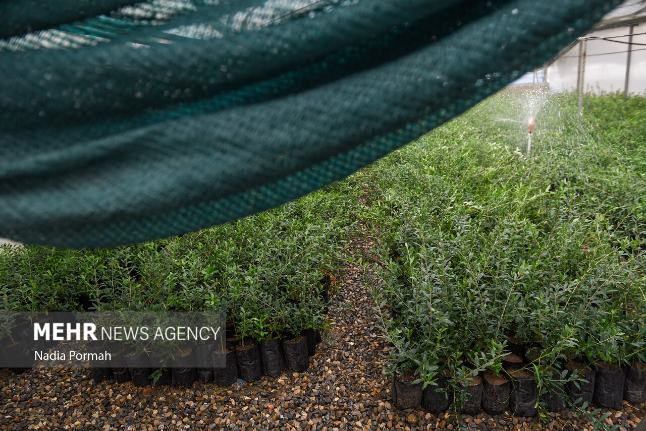 برداشت زیتون از باغات علی‌آباد کتول