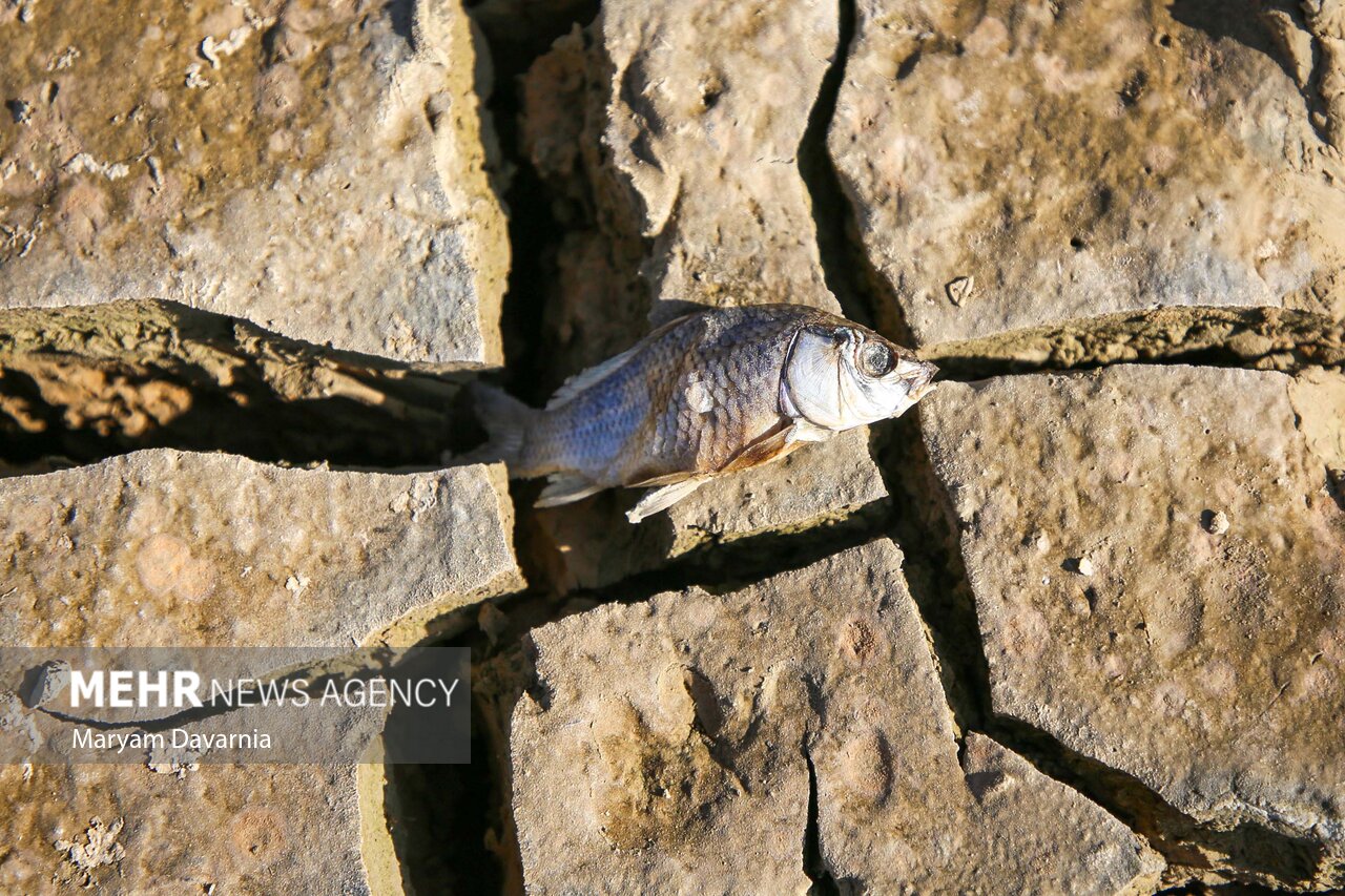 عکس/ مرگ دست جمعی ماهی‌ها در سد عبدل آباد بجنورد