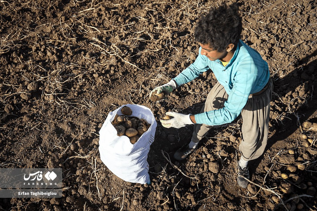  برداشت سیب‌زمینی در زنجان
