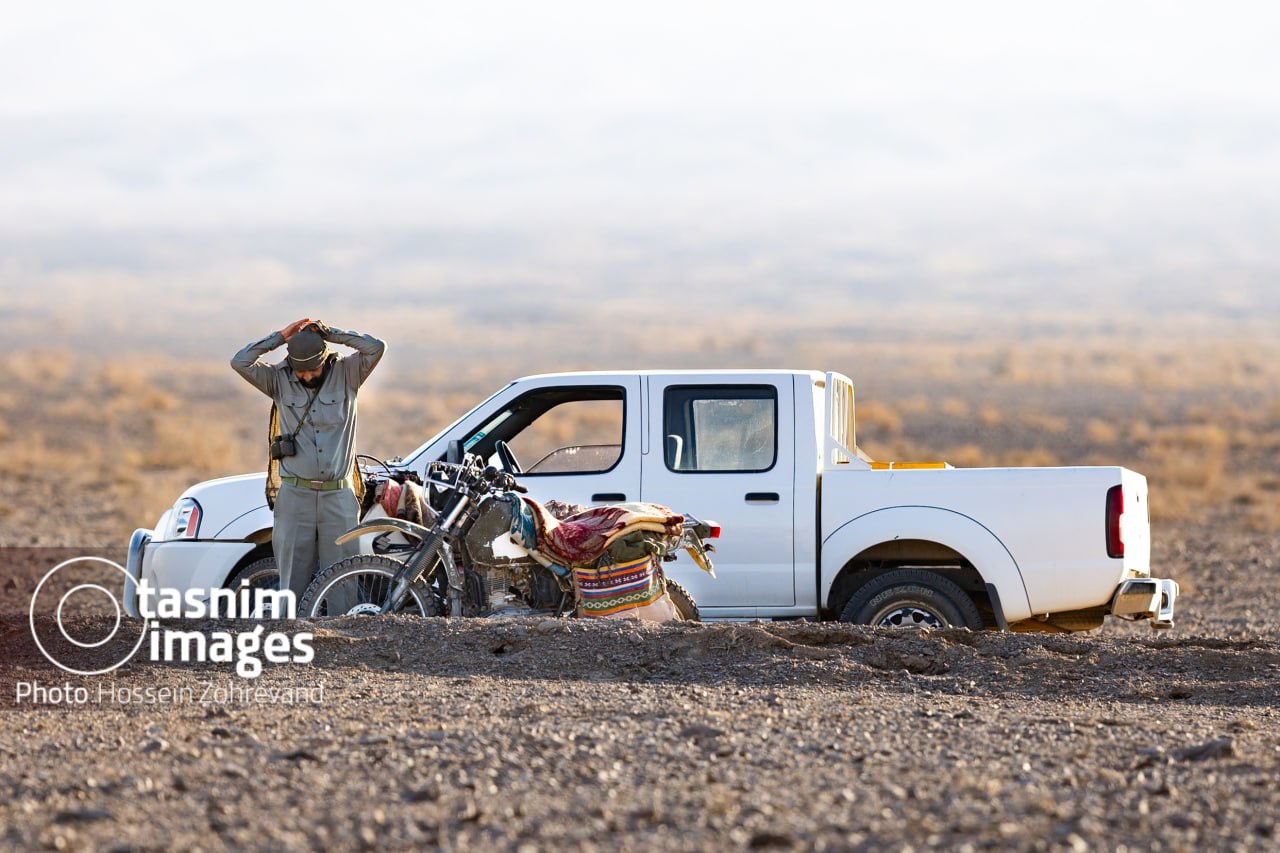 عکس/ احیای گورخر ایرانی در پارک ملی کویر