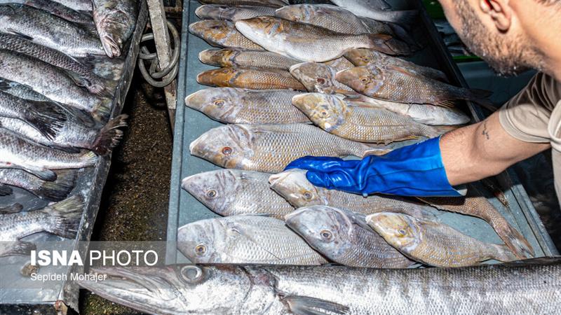 ماهی؛ گزینه‌ای که نباید از سبد غذایی حذف شود