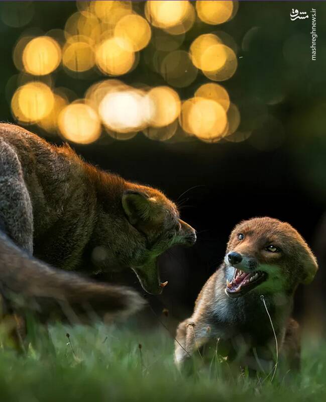 شکار لحظه‌های ناب طبیعت توسط کاربران شبکه‌های اجتماعی