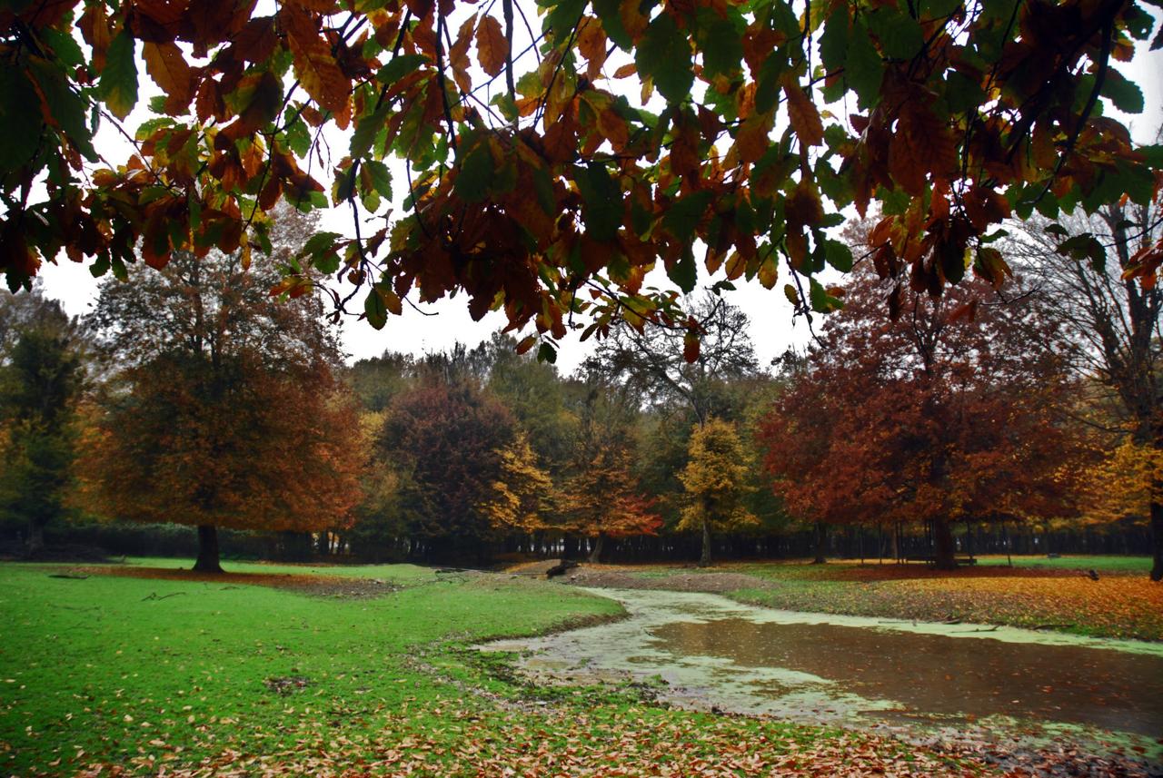 پاییز زیبا در جنگل‌قرق شهرستان گرگان