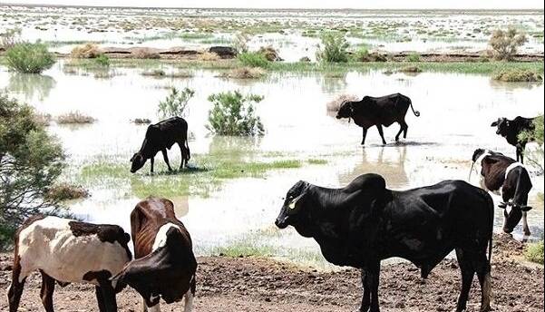 نژاد گاو اصیل سیستانی؛ میراث ژنتیکی ایران و ستون اقتصاد بومی