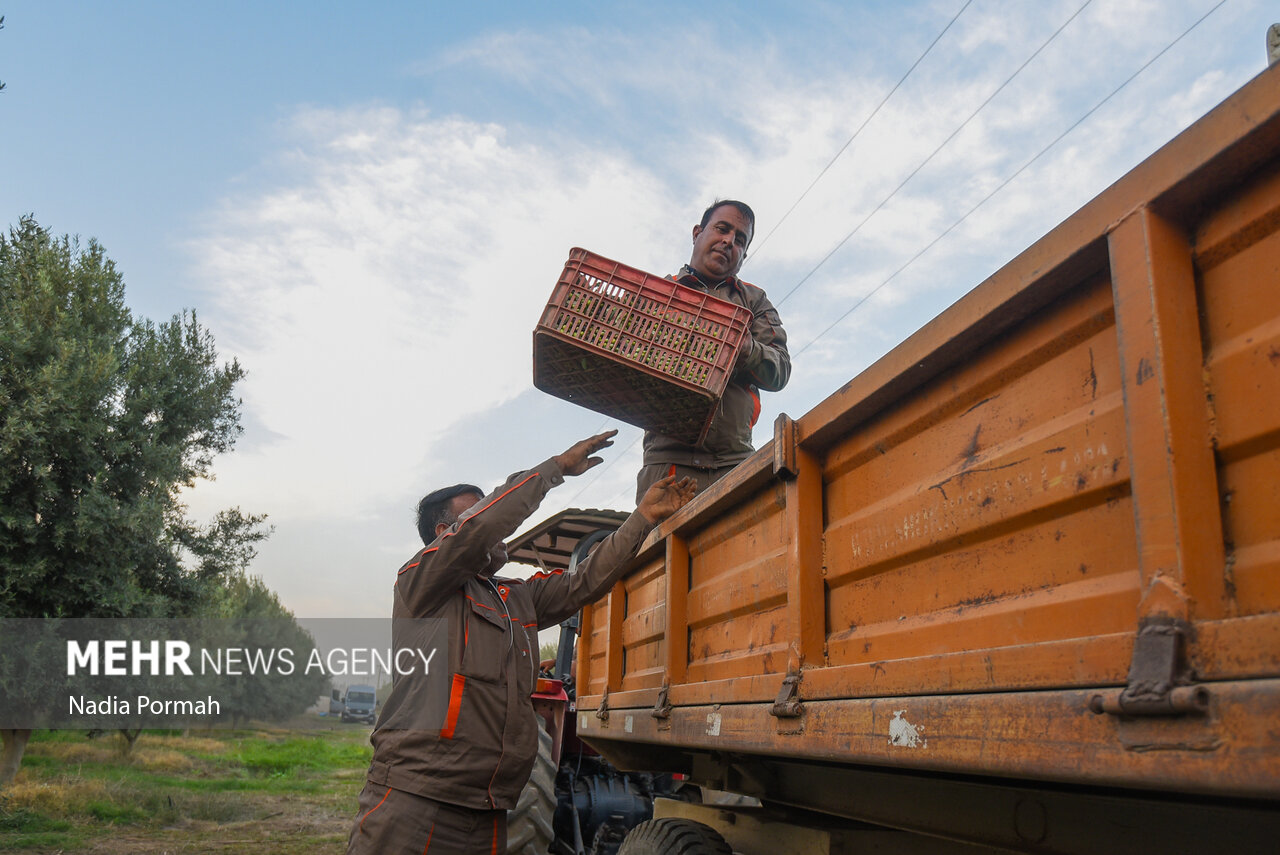 برداشت زیتون از باغات علی‌آباد کتول