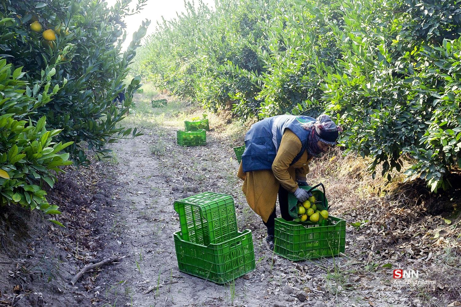 برداشت نارنگی از باغات هاشم‌آباد گرگان