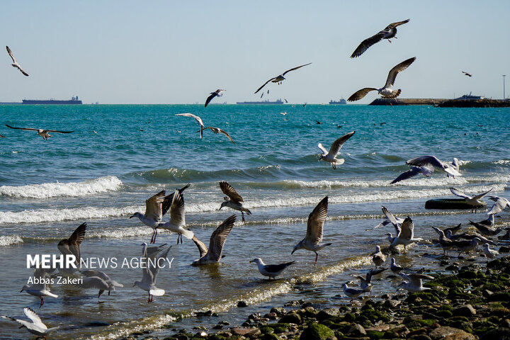 خلیج فارس از فردا مواج میشود