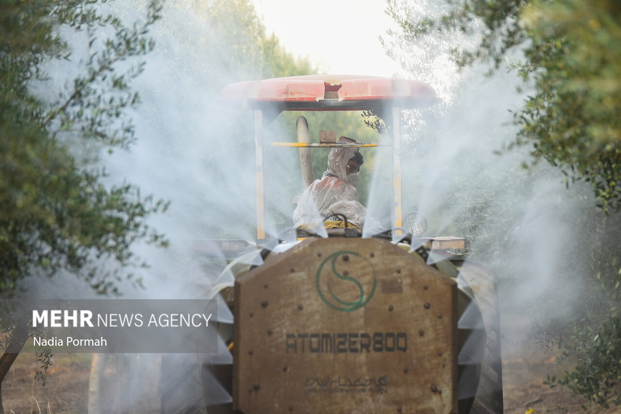 برداشت زیتون از باغات علی‌آباد کتول