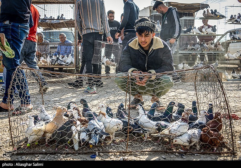 بازار پرنده‌فروشان بجنورد