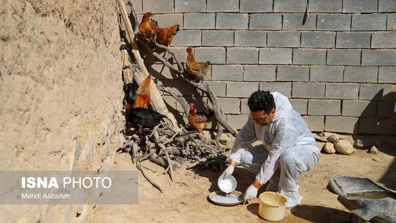 اجرای مرحله دوازدهم واکسیناسیون نیوکاسل پرندگان در زنجان